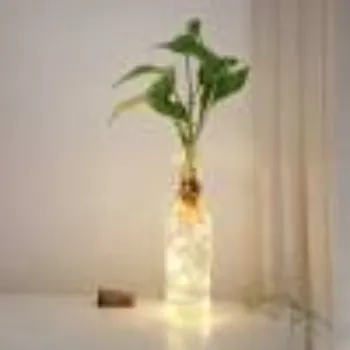 Money Plant